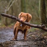 a dog with stick in its mouth